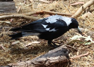 D Magpie with grub