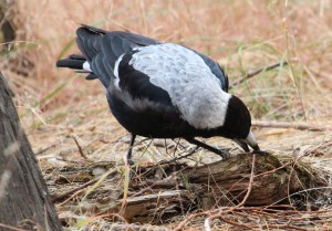 F Magpie cleaning beak