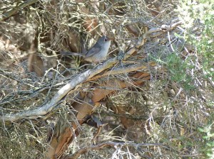 1 Female fairy wren in scrub