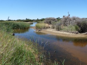 5 Typical wetland  habitat