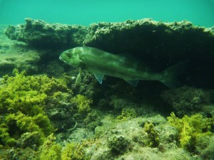 1 strongfish in cavern red