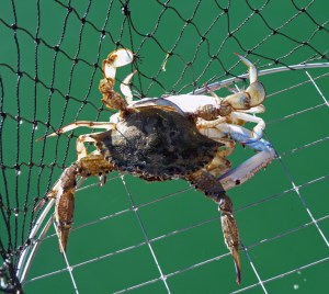 3 blue swimmer crab red