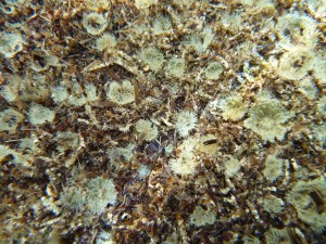 4 Pale anemones amongst seaweed