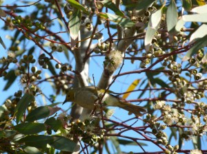 5 white plumed honeyeater red