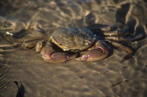 rock crab  aldinga 2
