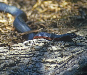 Red bellied black snake hunting