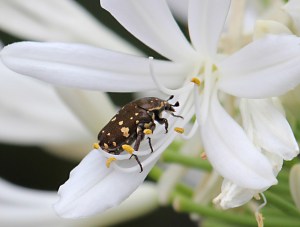 2 brown flower beetle on white agapanthus (2) red