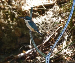 2 sacred kingfisher - Copy