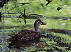 Black duck are common along the waterway