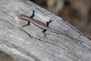 Rock skink