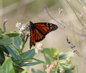 Monarch butterfly