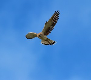 Nankeen kestral hovering above beach