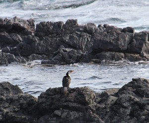 Pied crmorant by rockpool