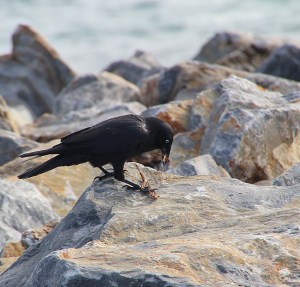 Raven with nesting material