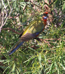Rosella feeding in accacia tree