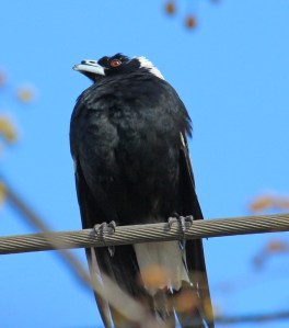 A busted beak makes life on the streets tough