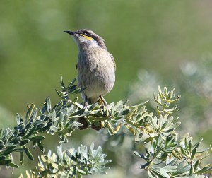 Singing honeyeater in coastal scrub