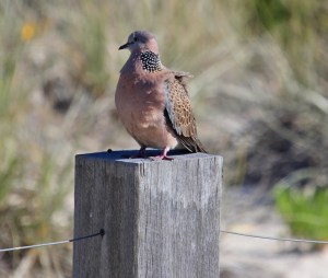 Spotted dove