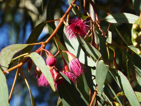 Red flowering gum, f5.9 @1 200 th sec ISO 100