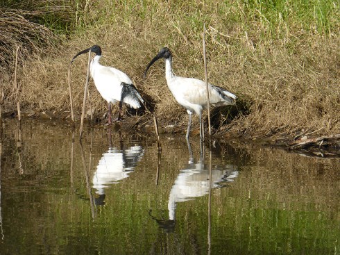Sacred Ibis reflections f5.9 @ 1 320th sec ISO 100