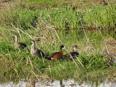 Black ducks and chestnut teal