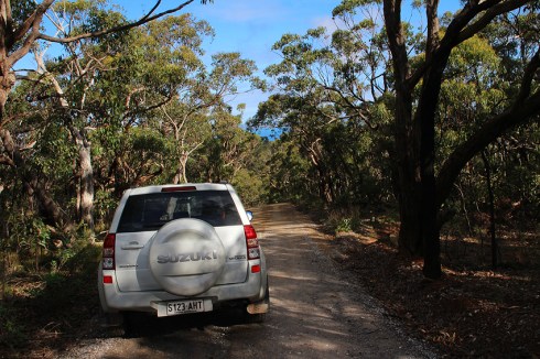 Bush track surrounded by eucalypt forest near the park entrance