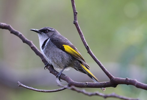 Crescent honeyeater