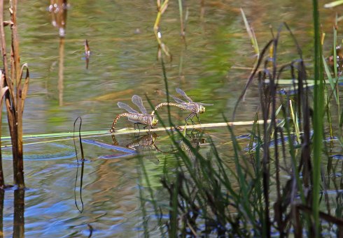Mating dragonflies