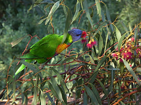Rainbow lorikeet feeding on eucalyptus blossoms