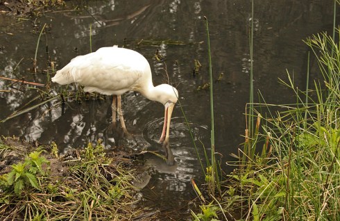 Spoonbill feeding