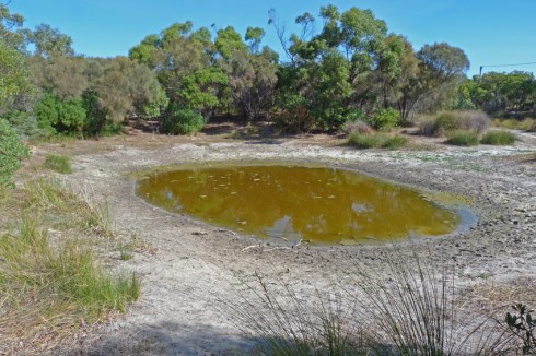A half full water hole attracts a wide variety of animals