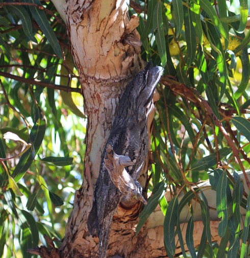 A tawny frogmouth exhibits its amazing camouflage