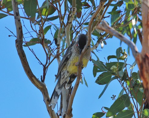 A wattle bird wipes its curved beak clean on a branch.