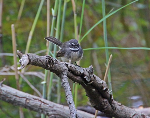Grey fantail perching near the creek after eating an insect