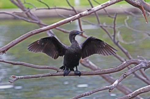 Little black cormorant drying wings