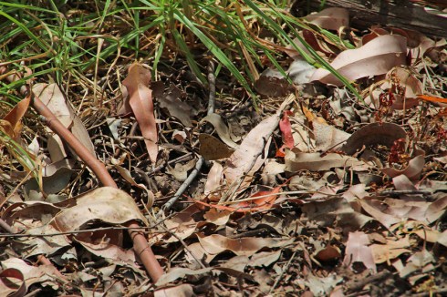 Meadow argus butterfly camouflaged in leaf litter