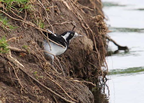 Mudlark or Murray magpie forging in the bank for grubs to feed young