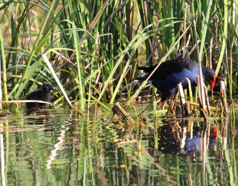 Purple swamp hen with chick near reed bed