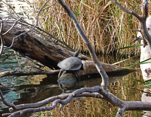 Snake neck turtle basking