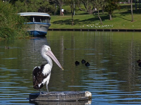 Torrens lake with Popeye and pelican