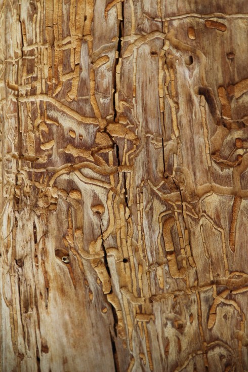 Wattle trunk scarred by boring beetles