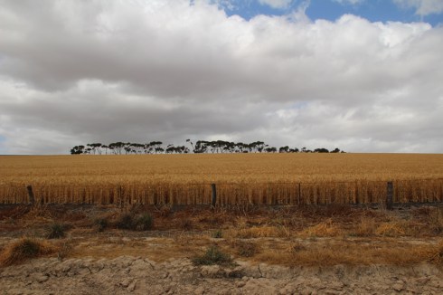 Wheat fields on the edge of the track to Ingalalla