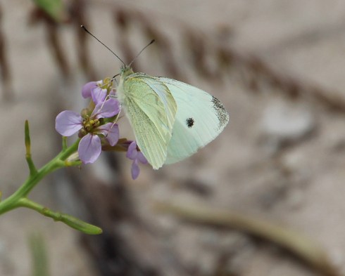 A spcies of White butterfly feeding on coastal blooming plants