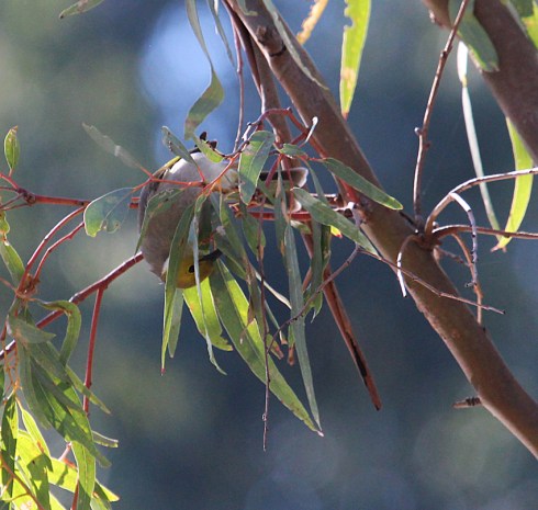 An acrobatic white plumed honeyeater feeding on small insects