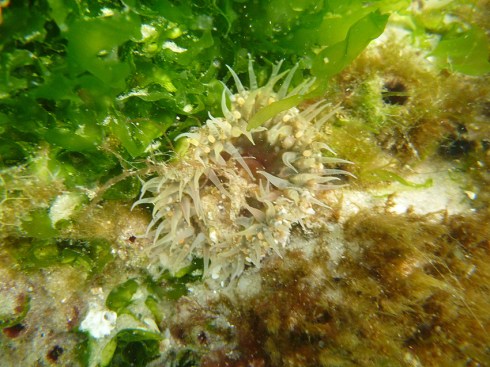 Anemone, sea squirt and green algae attached to a jetty pile