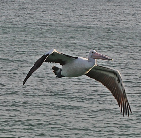 Despite their bulk pelicans are graceful in flight.