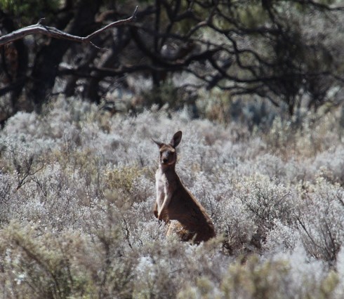 IMG_5454 crop sharpen red