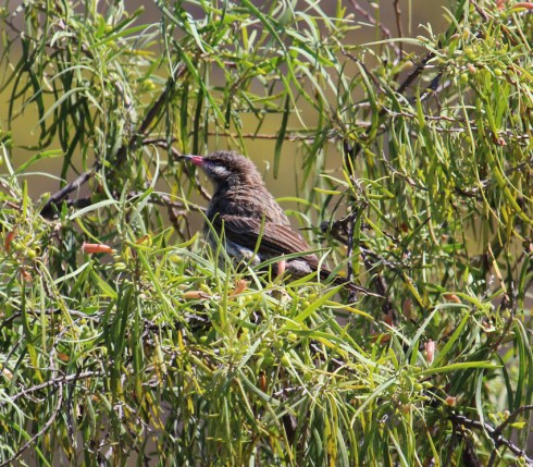 IMG_5494 crop red spiny cheeked honey
