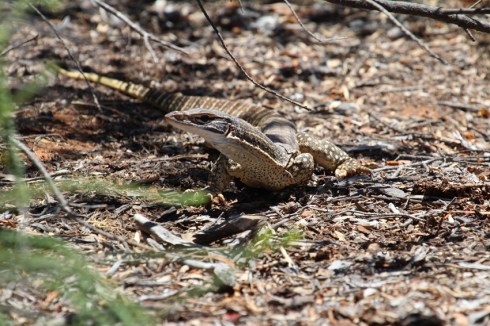 IMG_5771 goanna red