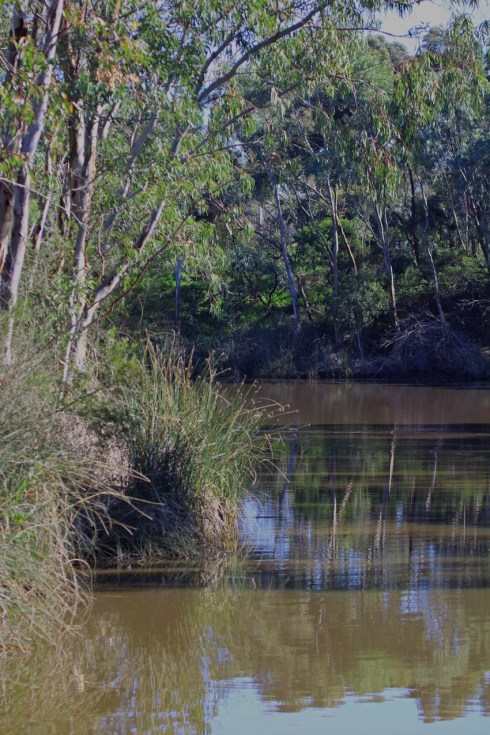 Reeds by the banks of a small lake help filter out pollutants